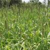 BioLogic Guide’s Choice Waterfowl Forage, Scientifically Developed to Attract and Benefit Waterfowl, Supports Wild Turkeys, Upland Birds & Waterfowl, 20 lb Bag Plants 1 Acre