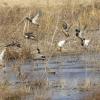 BioLogic Guide’s Choice Waterfowl Forage, Scientifically Developed to Attract and Benefit Waterfowl, Supports Wild Turkeys, Upland Birds & Waterfowl, 20 lb Bag Plants 1 Acre