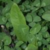 BioLogic New Zealand Clover Plus Chicory Perennial Food Plot Seed, Hardy & Drought Resistant Perennial Blend for Whitetail Deer, Wild Turkey, Upland Birds, 9 lb Bag Plants 1 Acre(2-Pound)