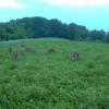 BioLogic New Zealand Clover Plus Chicory Perennial Food Plot Seed, Hardy & Drought Resistant Perennial Blend for Whitetail Deer, Wild Turkey, Upland Birds, 9 lb Bag Plants 1 Acre(2-Pound)