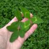 BioLogic Non-Typical Clover(2-Pound (plants 1/4 acre))