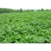 BioLogic Non-Typical Clover(8-Pound (plants 1 acre))