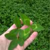 BioLogic Non-Typical Clover(8-Pound (plants 1 acre))