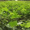 BioLogic Spring Protein Pea | Spring Food Plot Seed, Browse Tolerant, Warm Season Forage 20lbs (.5 acre)