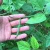 BioLogic Spring Protein Pea | Spring Food Plot Seed, Browse Tolerant, Warm Season Forage 20lbs (.5 acre)