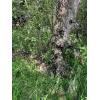 QuikCamo Mossy Oak 3D Leafy Camo Ghillie Suit, Lightweight Breathable Mesh for Hunting Men(Mossy Oak New Bottomland)