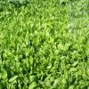 BioLogic Chicory Food Plot Performance Additive, Chicory Cultivars Additive Seed, Protein Source Ideal for Dry Areas, 1 lb Bag Plants 1/8 Acre