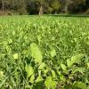 BioLogic Hot Spot No-Till Deer Food Plot Seed, Easy to Plant Wheat, Deer Radish, Rye and Rapeseed Blend, 5 lb bag Plants 1/4 Acre
