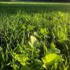 BioLogic Hot Spot No-Till Deer Food Plot Seed, Easy to Plant Wheat, Deer Radish, Rye and Rapeseed Blend, 5 lb bag Plants 1/4 Acre