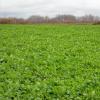BioLogic Deer Radish Food Plot Seed, 2lb (Plants 1/4 Acre)