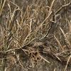 Camouflage Scope Skin Wrap – Easy to Install Military Grade Cast Vinyl Material with Matte Finish – Most Scopes up to 50mm diameter(Shadow Grass Habitat)