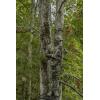 Mossy Oak Performance Fleece Men’s Camo Hunting Hoodie(Shadow Grass Habitat)
