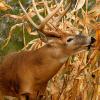 Biologic Wildlife Sweet Corn Deer Food Plot Seed, Two Heirloom Variety Blend, High Protein and Nutrient Content, Non-GMO, 15 lb Bag Plants 1 Acre