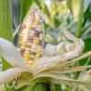 Biologic Wildlife Sweet Corn Deer Food Plot Seed, Two Heirloom Variety Blend, High Protein and Nutrient Content, Non-GMO, 15 lb Bag Plants 1 Acre
