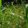 BioLogic Whistle Back Quail Food Plot Seed, Ideal for Bird Species, Quail, Turkeys, Pheasants, Doves & Waterfowl, Diversify and Promote Wildlife Growth, 10 lb Bag Plants 1/4 Acre