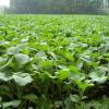 Biologic New Zealand Maximum Annual Food Plot Seed