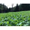 Biologic New Zealand Maximum Annual Food Plot Seed
