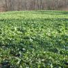 Biologic Winter Bulbs & Sugar Beets Annual Food Plot Seed