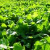 Biologic Winter Bulbs & Sugar Beets Annual Food Plot Seed