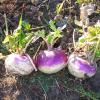 Biologic Winter Bulbs & Sugar Beets Annual Food Plot Seed
