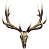 Elk