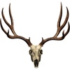 Mule Deer