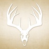 Whitetail Buck - White
